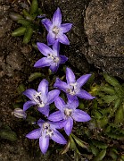 Campanula piperi - Piper's Bluebell 18-1458